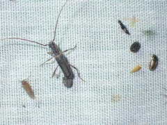 Ossibia fuscata