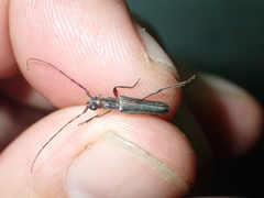 Ossibia fuscata
