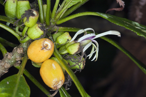 smallflower clermontia (Clermontia parviflora)