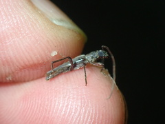 Ossibia fuscata