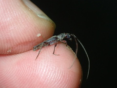 Ossibia fuscata