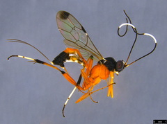 Leptobatopsis mesominiata