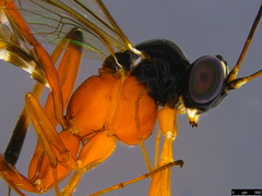 Leptobatopsis mesominiata