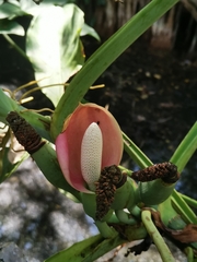 Syngonium angustatum