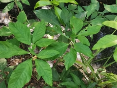 Syngonium angustatum