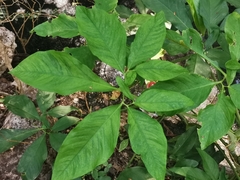 Syngonium angustatum