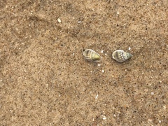 Nassarius iodes