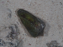 Conus textile neovicarius