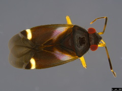 Sejanus palumae