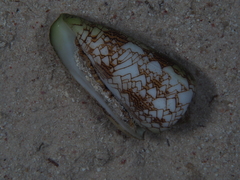 Conus textile neovicarius