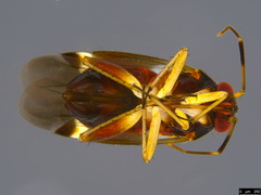 Sejanus palumae