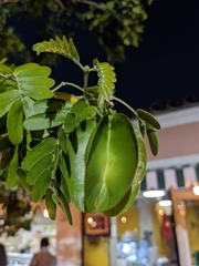 Fabaceae
