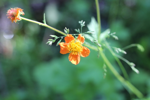 Image of Geum quellyon by (c) Romi Galeota Lencina, some rights reserved (CC BY)