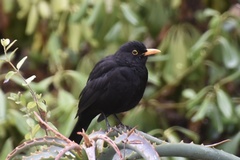 Turdus merula
