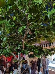 Fabaceae