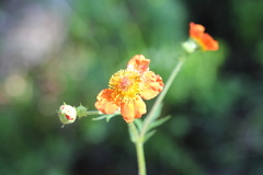 Geum quellyon