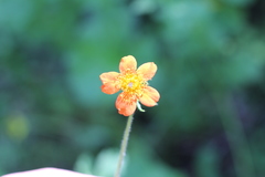 Geum quellyon