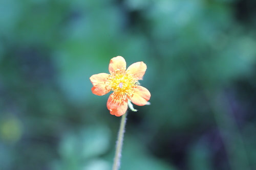 Image of Geum quellyon by (c) Romi Galeota Lencina, some rights reserved (CC BY)