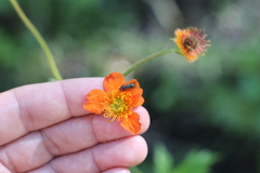 Geum quellyon