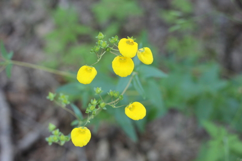 Calceolaria undulata (Calceolaria undulata)