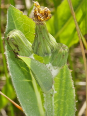 Sonchus kirkii