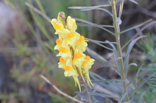 Linaria vulgaris