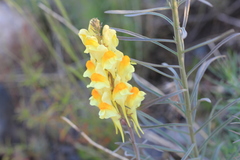 Butter and Eggs (Linaria vulgaris)