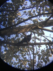 Curaeus curaeus curaeus