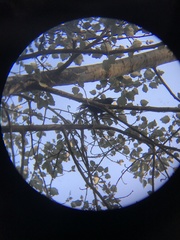 Curaeus curaeus curaeus