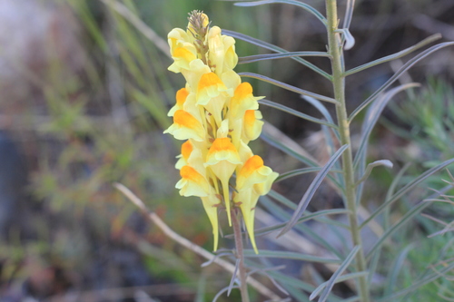 Linaria vulgaris