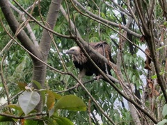 Gyps fulvus