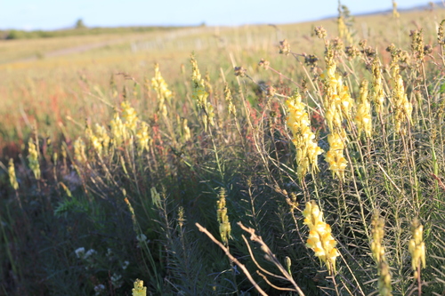 Linaria vulgaris