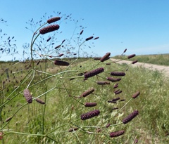 Eryngium ebracteatum