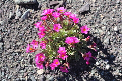 Oxalis squamata