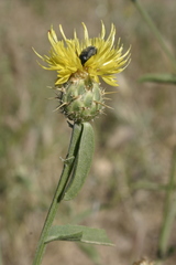 Centaurea sicula