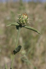 Centaurea sicula