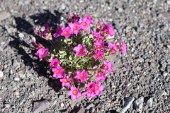 Oxalis squamata