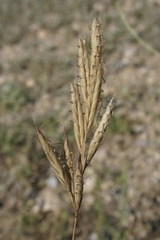 Bromus lanceolatus