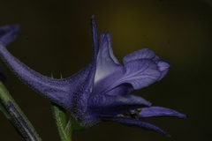 Delphinium halteratum
