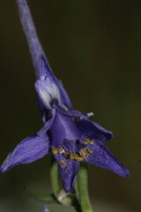 Delphinium halteratum