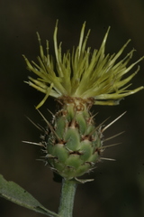 Centaurea sicula