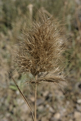 Bromus fasciculatus