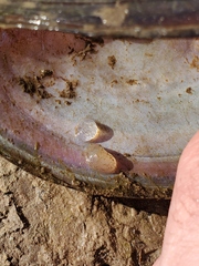 Potamilus amphichaenus