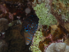 Canthigaster pygmaea