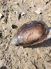 Potamilus amphichaenus