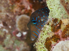 Canthigaster pygmaea