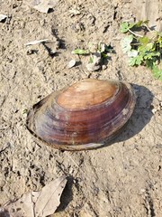 Potamilus amphichaenus