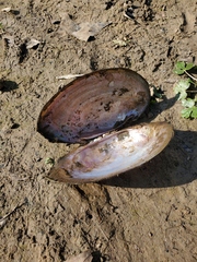 Potamilus amphichaenus