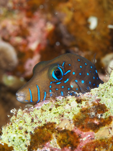 Pygmy Toby (Canthigaster pygmaea) · iNaturalist