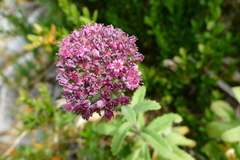 Hylotelephium telephium fabaria
